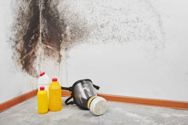 Best Certified Mold Removal  in Kailua, HI