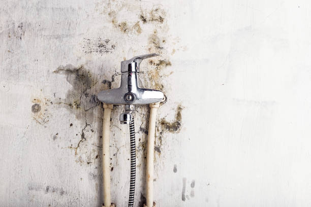 Best Mold Removal Company Near Me  in Kailua, HI