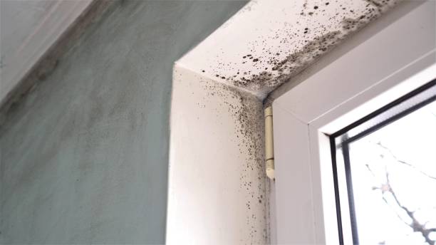 Best Mold Damage Repair  in Kailua, HI