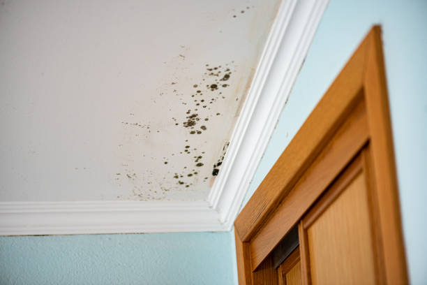 Professional Mold Removal in Kailua, HI