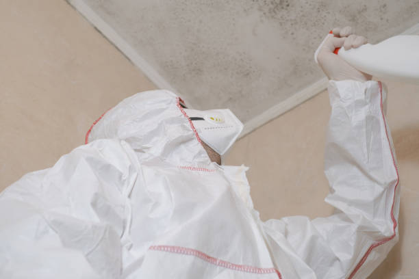 Best Residential Mold Removal  in Kailua, HI