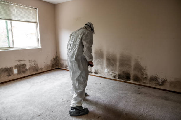 Best Residential Mold Removal  in Kailua, HI