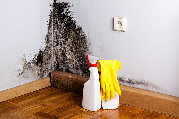 Best Mold Inspection  in Kailua, HI