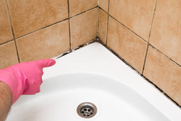 Best Attic Mold Removal  in Kailua, HI