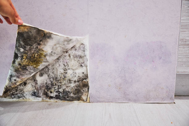 Best Mold Remediation  in Kailua, HI